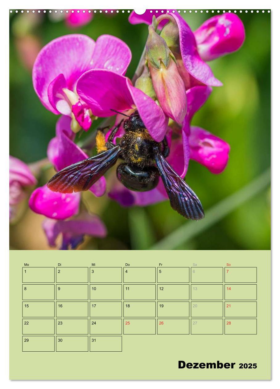 Bild: 9783457051443 | Bienenplaner (Wandkalender 2025 DIN A2 hoch), CALVENDO Monatskalender