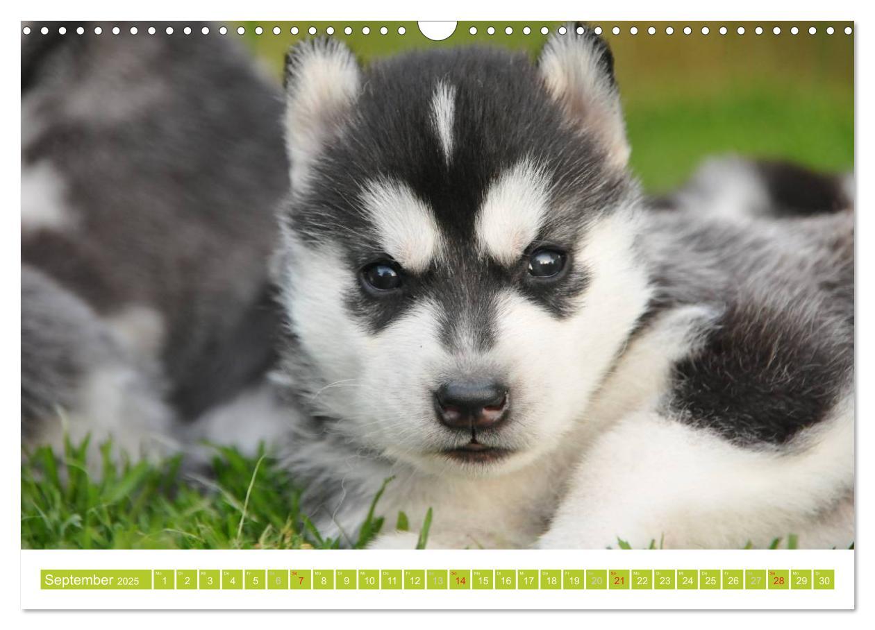 Bild: 9783435747856 | Siberian Husky - der Urtyp (Wandkalender 2025 DIN A3 quer),...