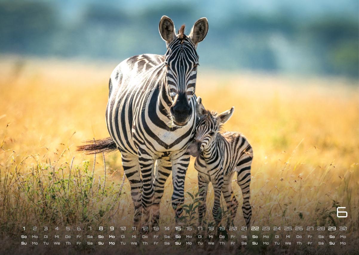 Bild: 9783986734381 | Afrikas Tierwelt - Der Tierkalender - 2025 - Kalender DIN A3 | 15 S.