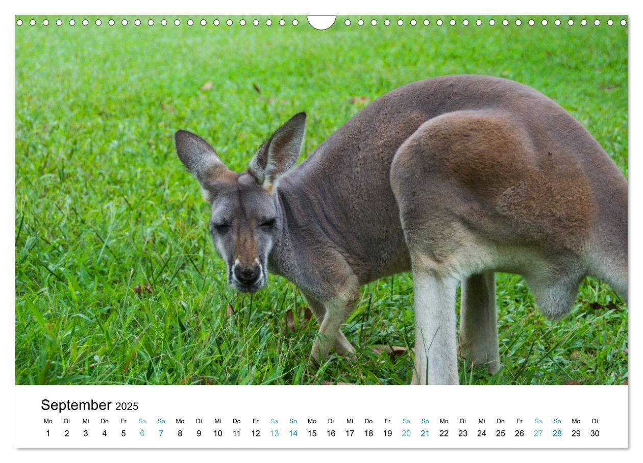 Bild: 9783435094646 | Australien - Down Under - Ostküste (Wandkalender 2025 DIN A3 quer),...