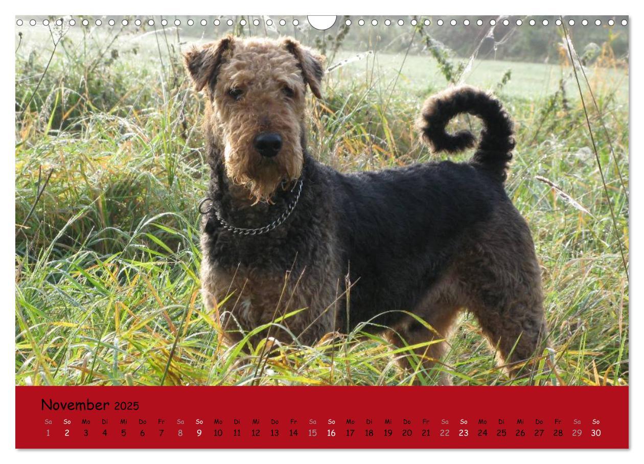 Bild: 9783435665488 | Airedale Terrier (Wandkalender 2025 DIN A3 quer), CALVENDO...