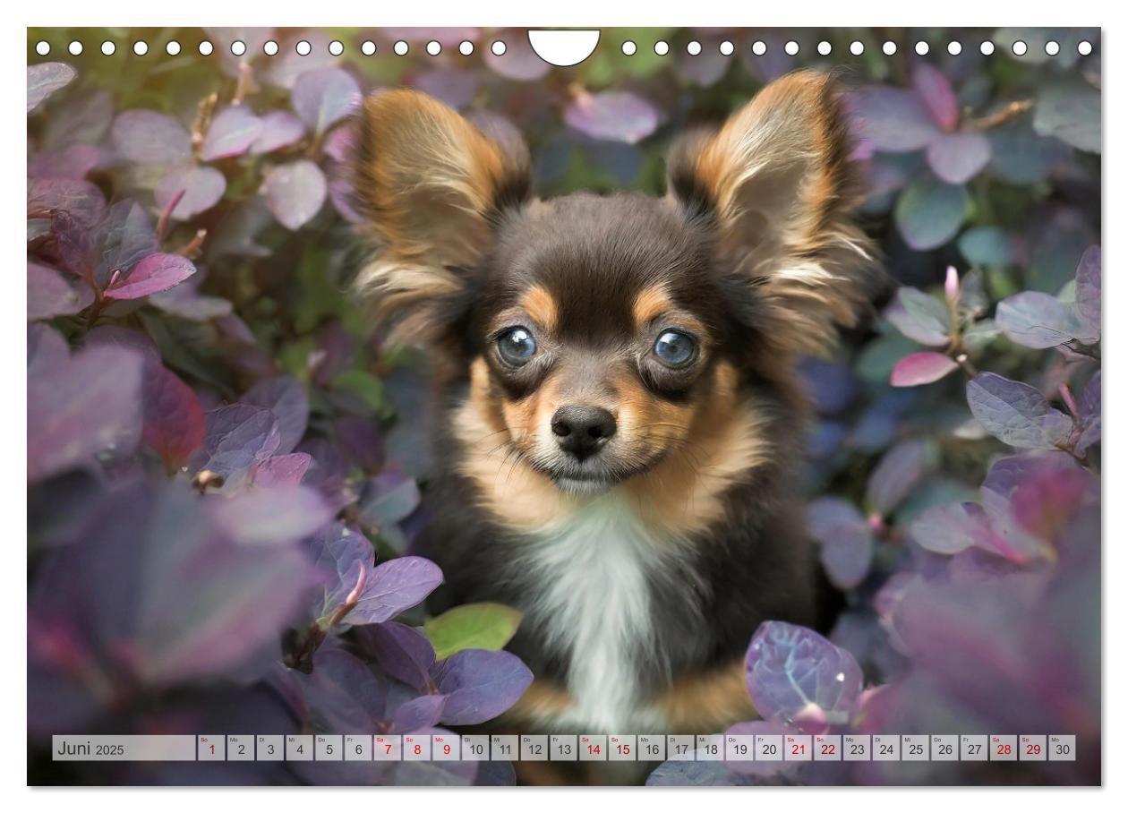 Bild: 9783383811456 | Chihuahuas - Kleine Hunde - große Temperamentbündel (Wandkalender...