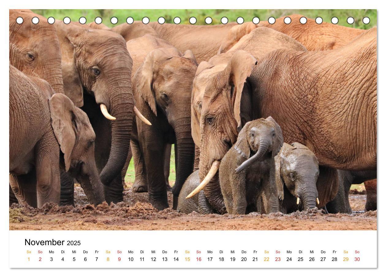 Bild: 9783435227921 | ADDO ELEPHANT NATIONAL PARK Elefanten Babies (Tischkalender 2025...