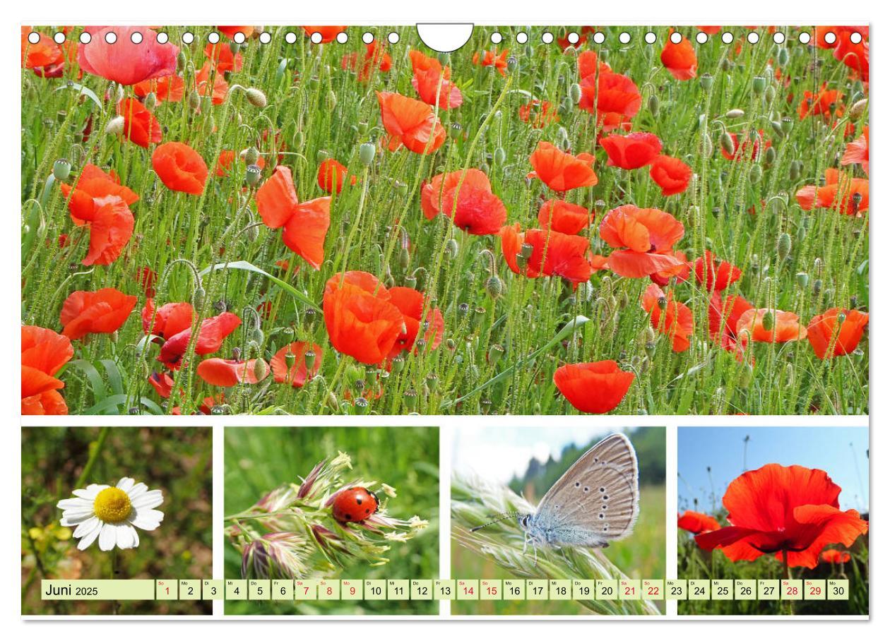 Bild: 9783435221837 | Blütenmeer am Wegesrand (Wandkalender 2025 DIN A4 quer), CALVENDO...