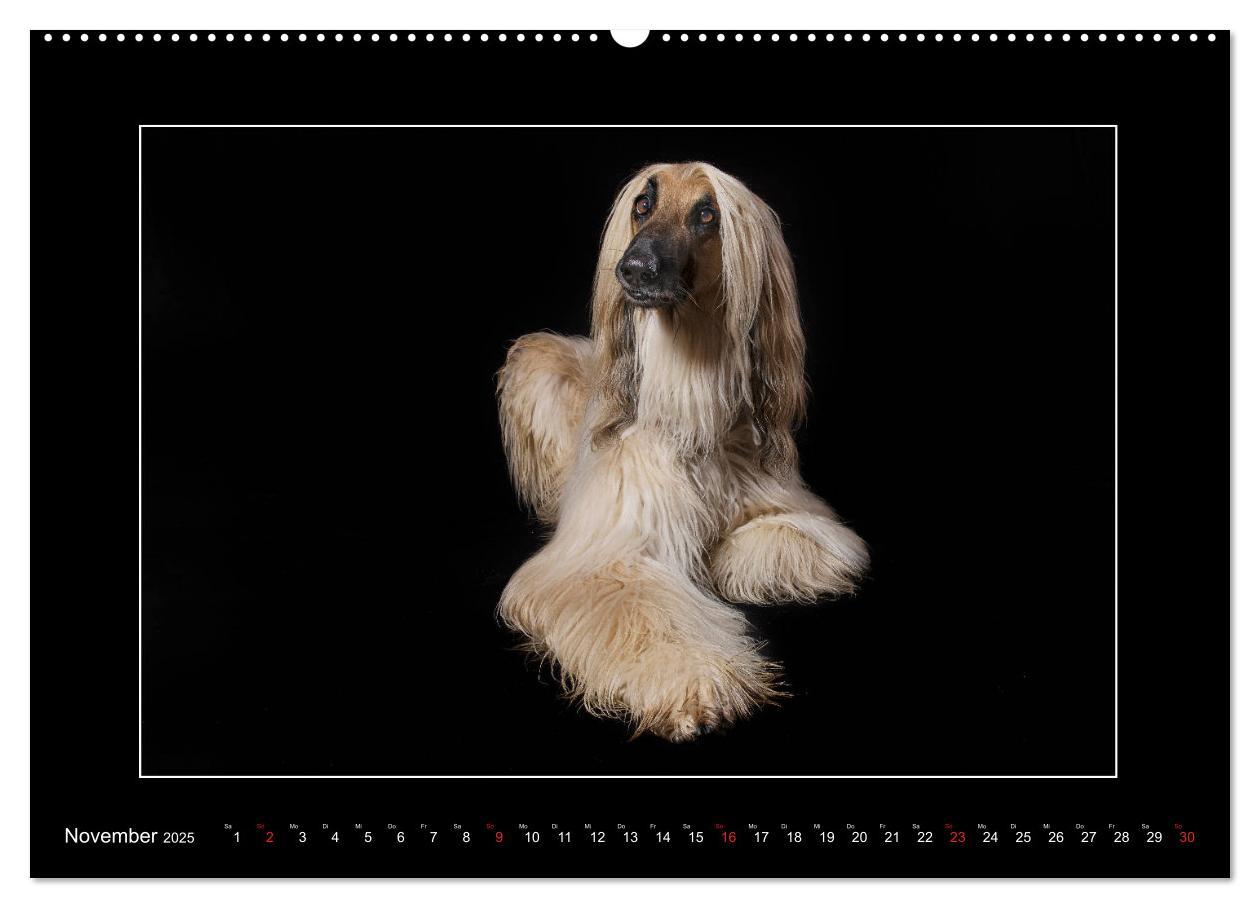 Bild: 9783435176809 | Windhunde - Schnelle Schönheiten (Wandkalender 2025 DIN A2 quer),...