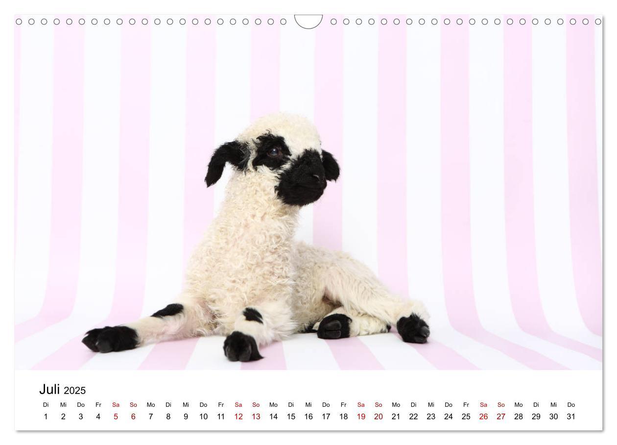 Bild: 9783435327034 | Walliser Schwarznasenschaf Valais Blacknose Sheep (Wandkalender...