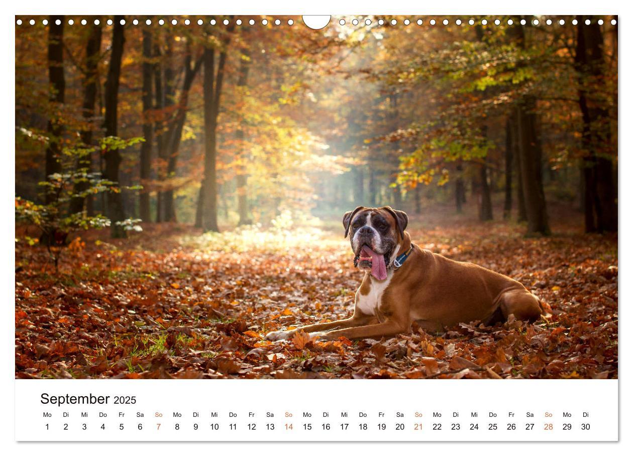 Bild: 9783435160143 | Deutscher Boxer (Wandkalender 2025 DIN A3 quer), CALVENDO...