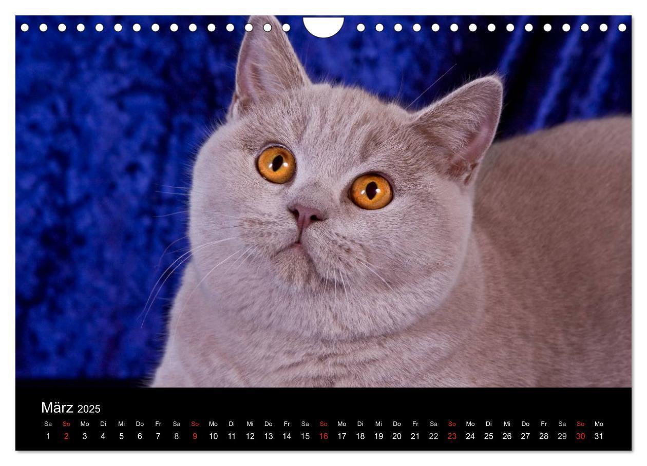 Bild: 9783435833924 | Britisch Kurzhaar Katzen (Wandkalender 2025 DIN A4 quer), CALVENDO...