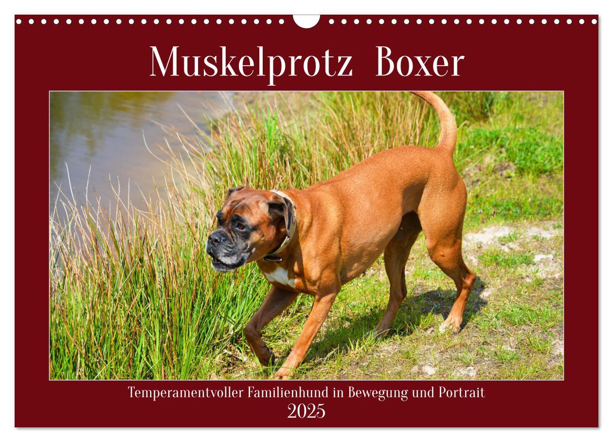 Cover: 9783383947346 | Muskelprotz Boxer (Wandkalender 2025 DIN A3 quer), CALVENDO...