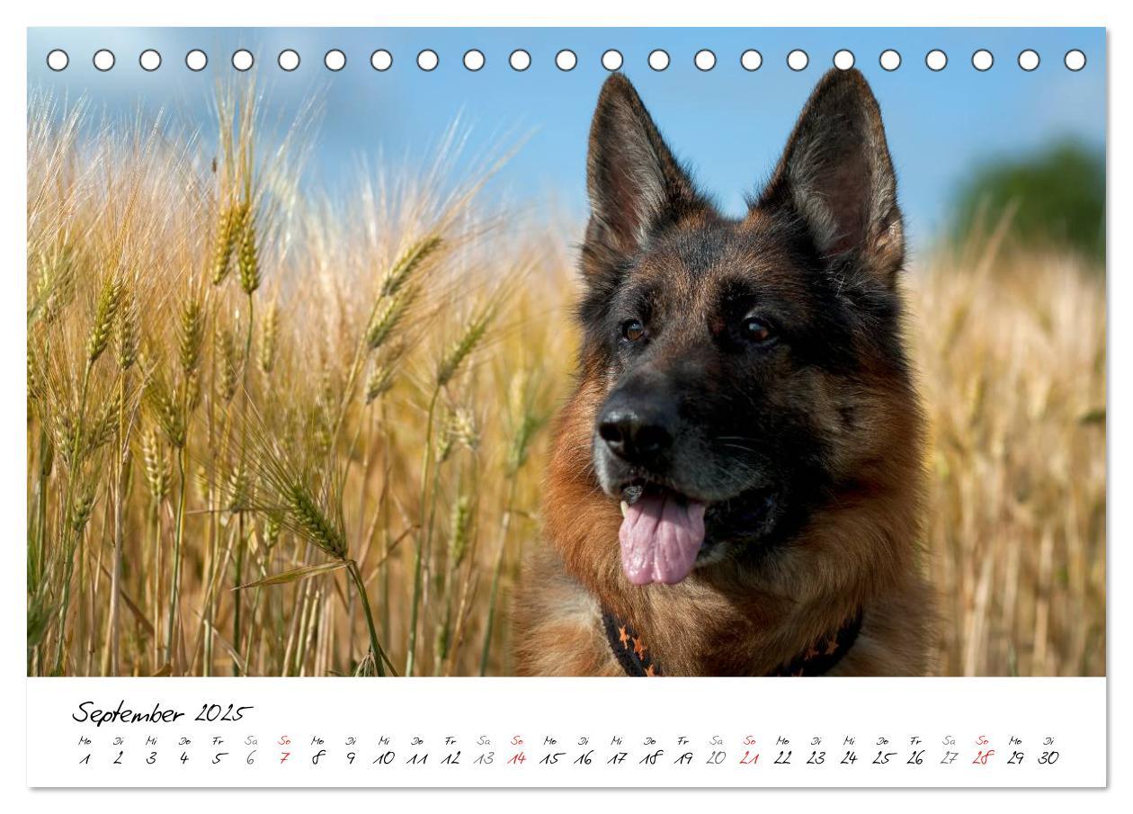 Bild: 9783435686360 | Deutsche Schäferhunde - Traumhunde (Tischkalender 2025 DIN A5...