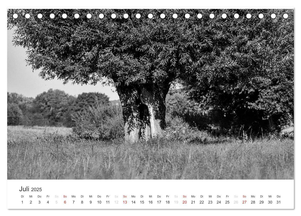 Bild: 9783435659463 | Bäume - Naturschönheiten in schwarz-weiß (Tischkalender 2025 DIN A5...