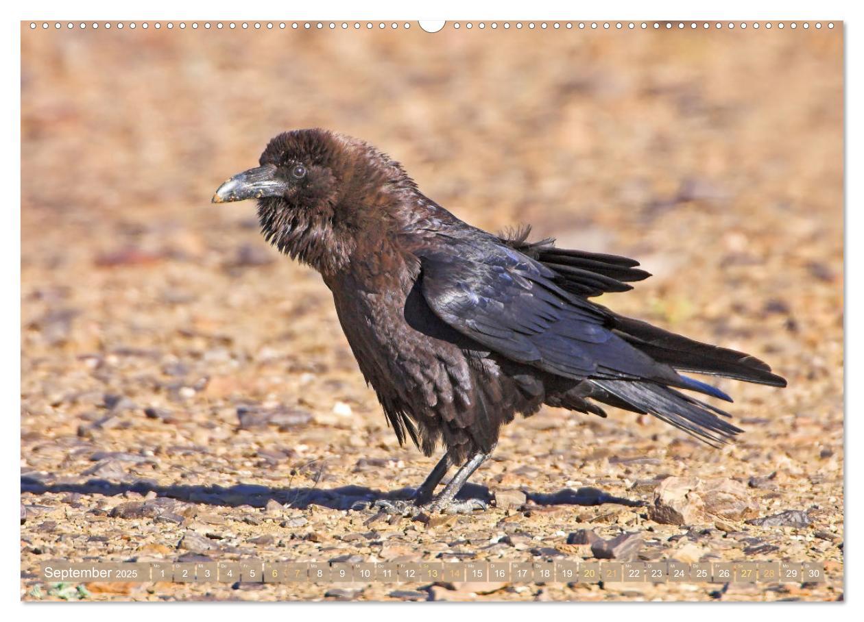 Bild: 9783383776687 | Rabenvögel: Schwarz, schlau, schön (Wandkalender 2025 DIN A2 quer),...