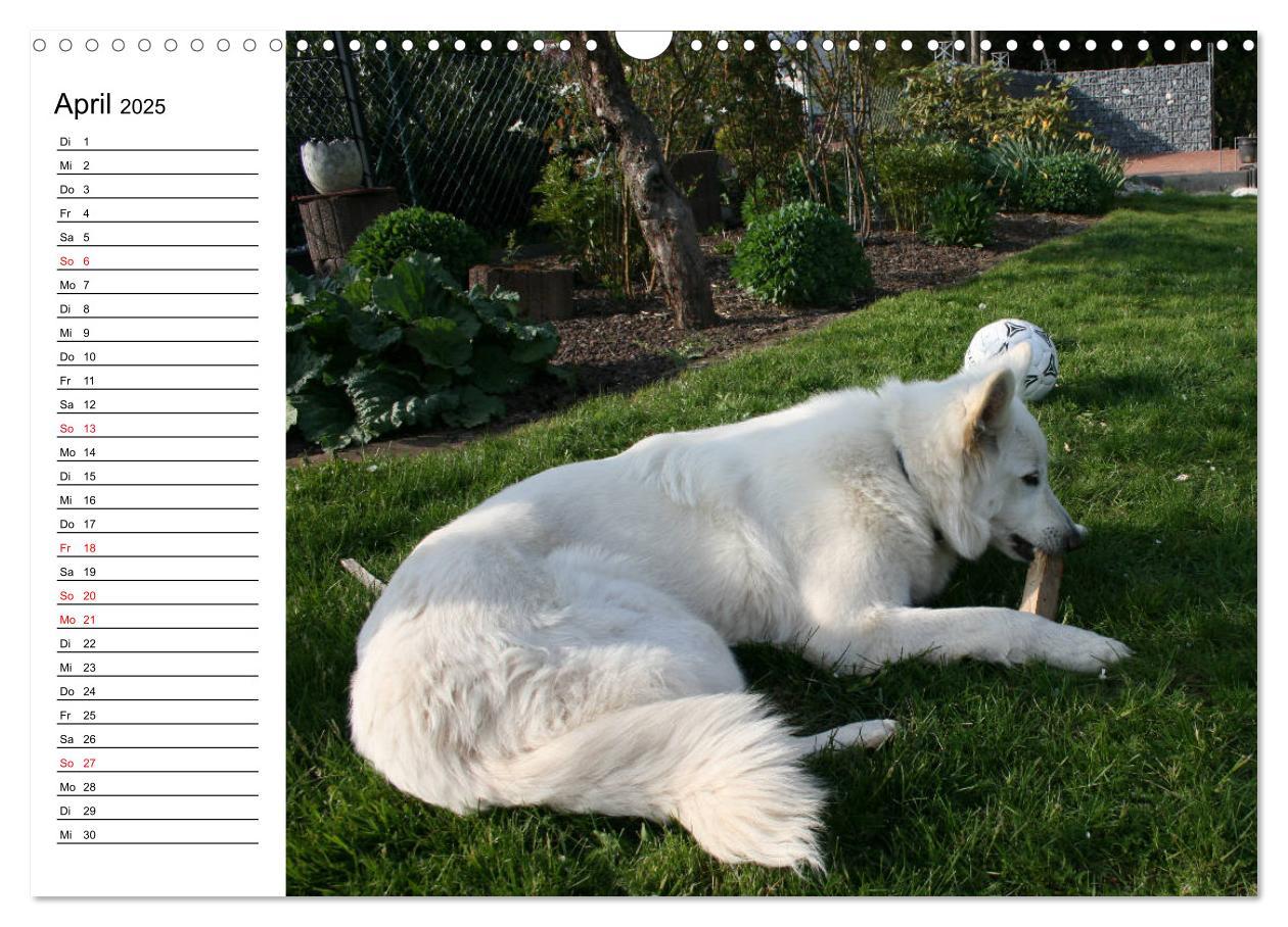 Bild: 9783435237180 | Berger Blanc Suisse - Weißer Schweizer Schäferhund (Wandkalender...