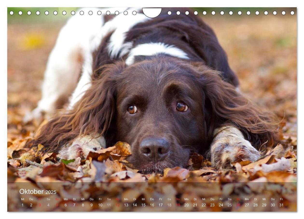 Bild: 9783435633081 | Kleiner Münsterländer Vorstehhund (Wandkalender 2025 DIN A4 quer),...