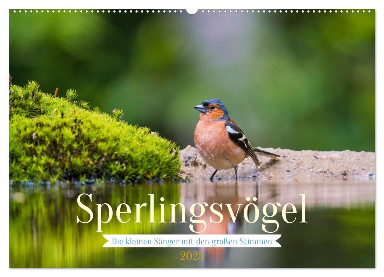 Cover: 9783383924262 | Sperlingsvögel - Die kleinen Sänger mit den großen Stimmen...