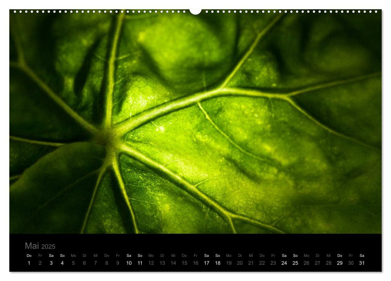 Bild: 9783435802128 | Natur im Detail (Wandkalender 2025 DIN A2 quer), CALVENDO...