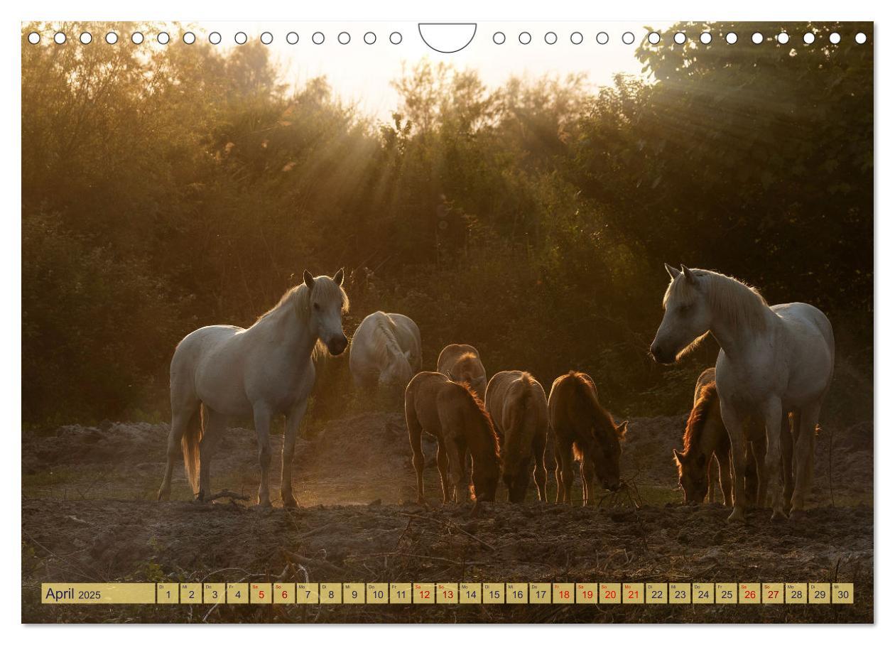 Bild: 9783383828287 | Die wilden Pferde der Camargue (Wandkalender 2025 DIN A4 quer),...