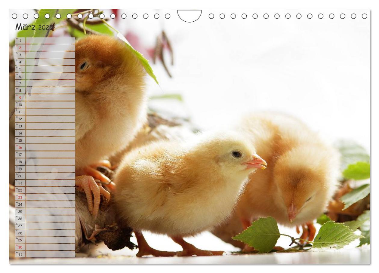 Bild: 9783435587865 | Tierisches aus der Küken-Welt (Wandkalender 2025 DIN A4 quer),...