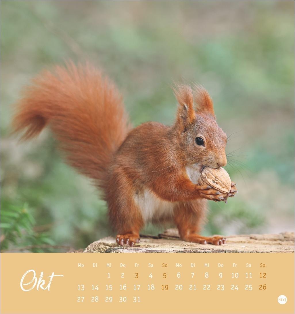 Bild: 9783756407071 | Eichhörnchen Postkartenkalender 2025 | Heye | Kalender | Spiralbindung