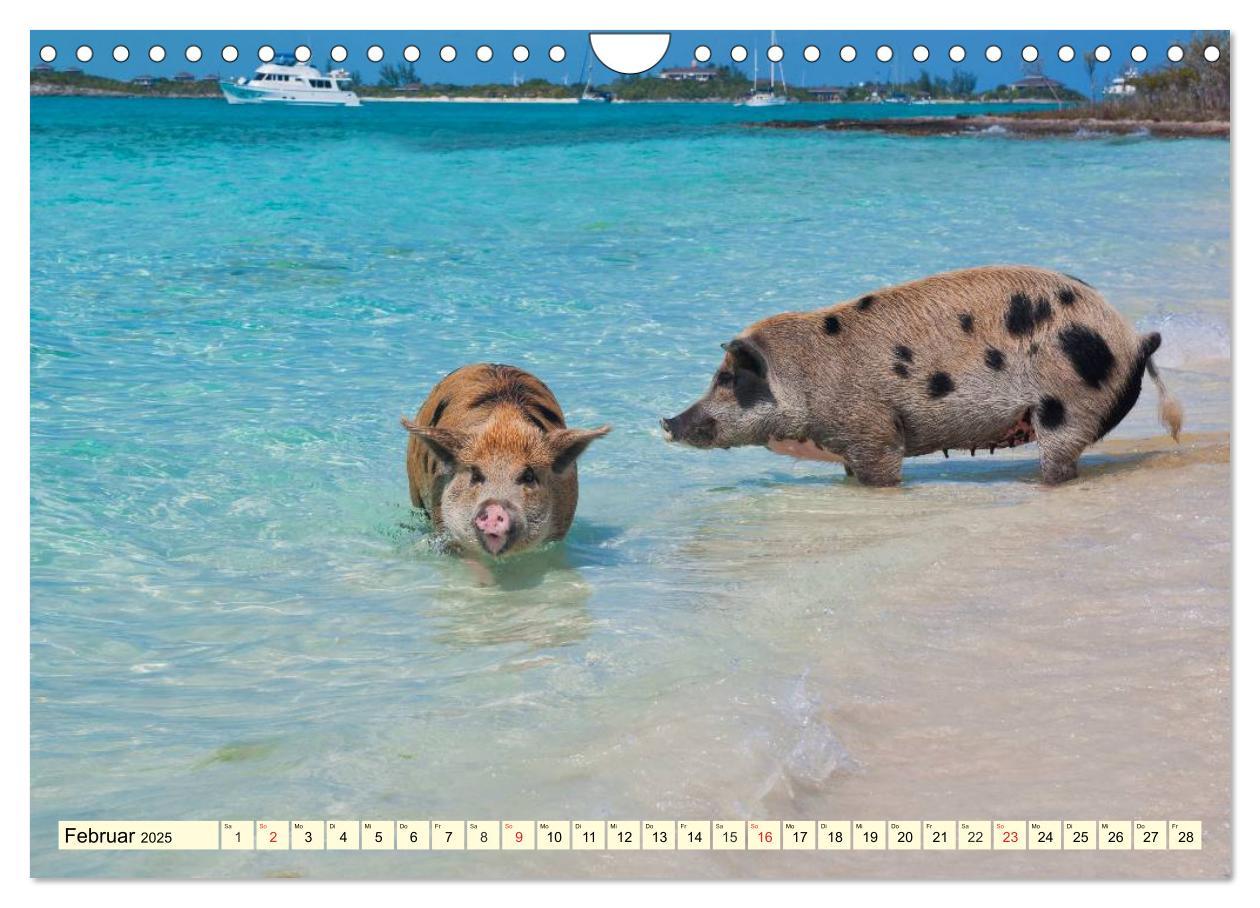 Bild: 9783435498253 | Schwimmende Schweine (Wandkalender 2025 DIN A4 quer), CALVENDO...