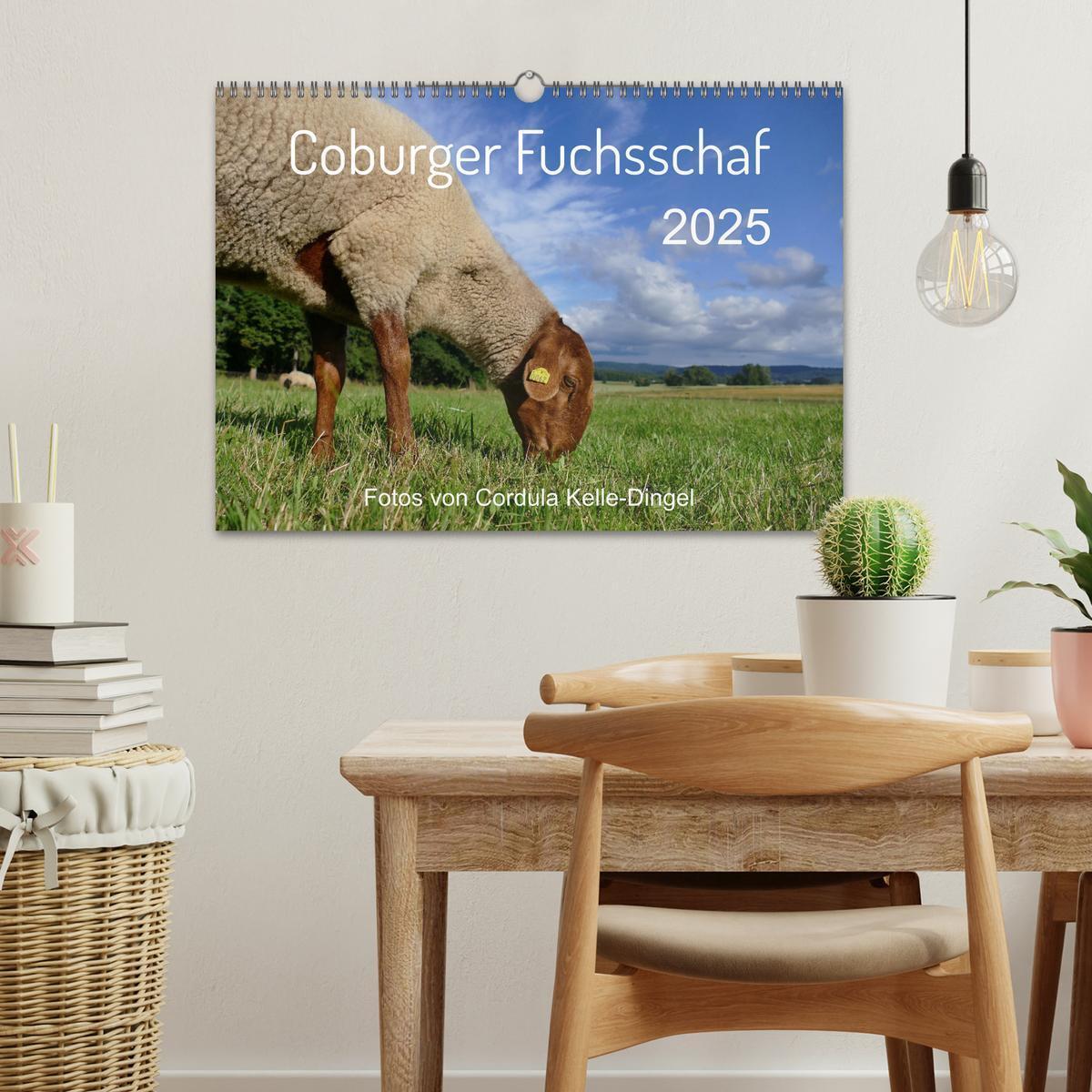 Bild: 9783435172832 | Coburger Fuchsschaf (Wandkalender 2025 DIN A3 quer), CALVENDO...