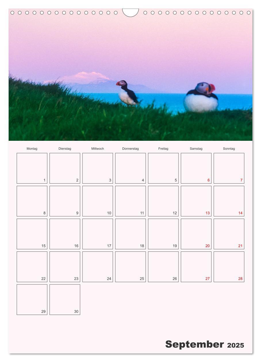 Bild: 9783435927296 | Papageitaucher Monatsplaner (Wandkalender 2025 DIN A3 hoch),...