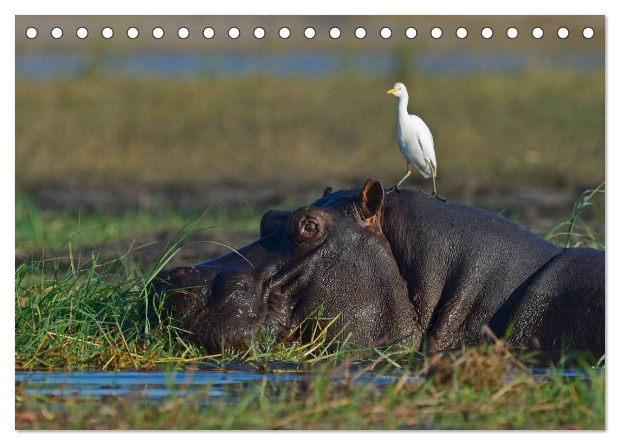 Bild: 9783435762026 | Flusspferde Magie des Augenblicks - Hippos in Afrika (Tischkalender...