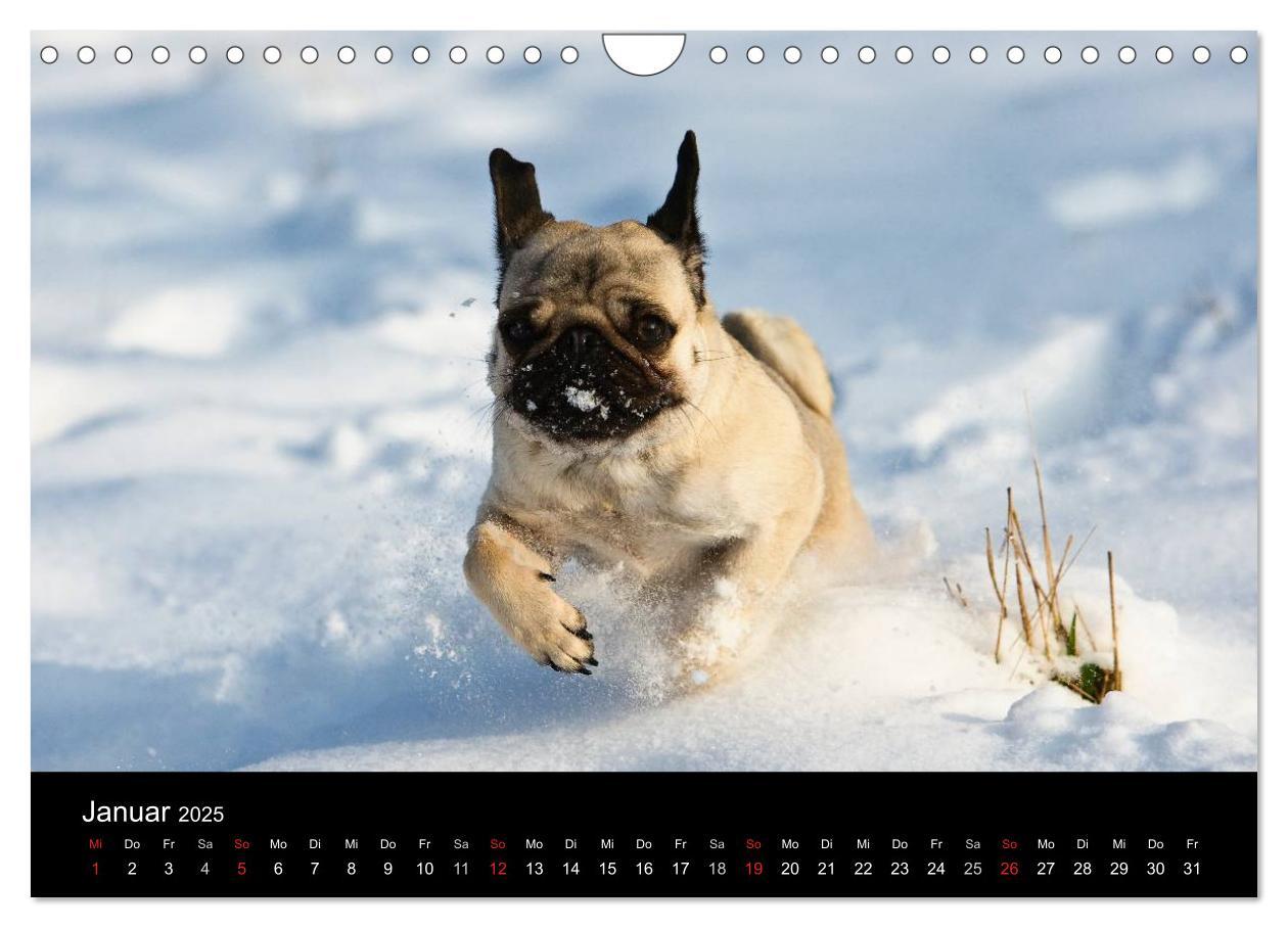 Bild: 9783435818198 | Mops 2025 (Wandkalender 2025 DIN A4 quer), CALVENDO Monatskalender