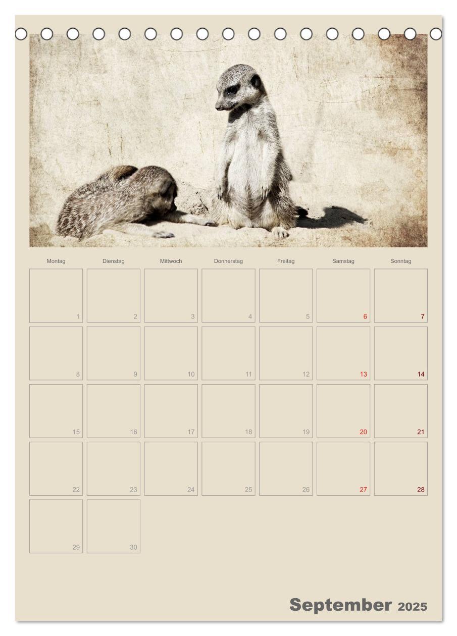 Bild: 9783457080115 | Lustige Erdmännchen (Tischkalender 2025 DIN A5 hoch), CALVENDO...