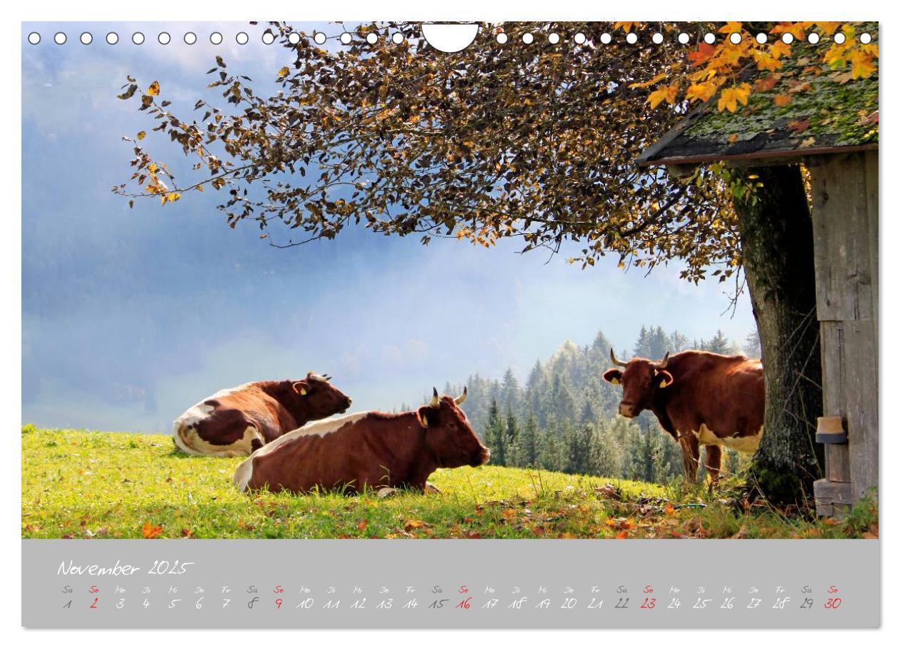 Bild: 9783435536498 | Friedliche Kühe (Wandkalender 2025 DIN A4 quer), CALVENDO...