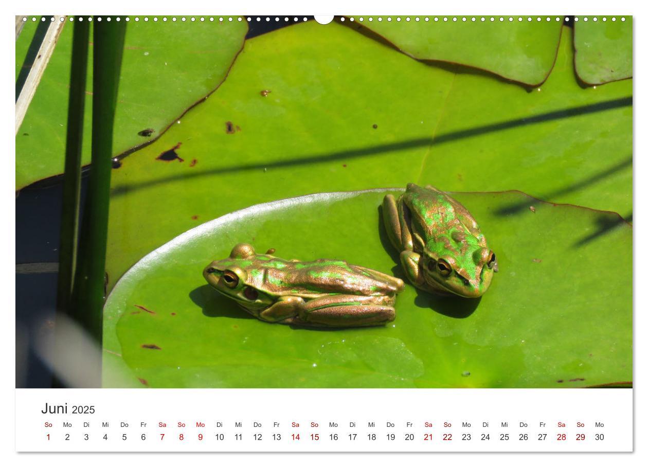 Bild: 9783435000937 | Frösche - Die wunderschöne Welt der bunten Hüpfer. (Wandkalender...