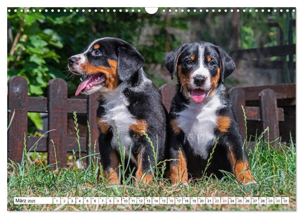 Bild: 9783435112630 | Appenzeller Sennenhund - Ein Schweizer auf 4 Pfoten (Wandkalender...