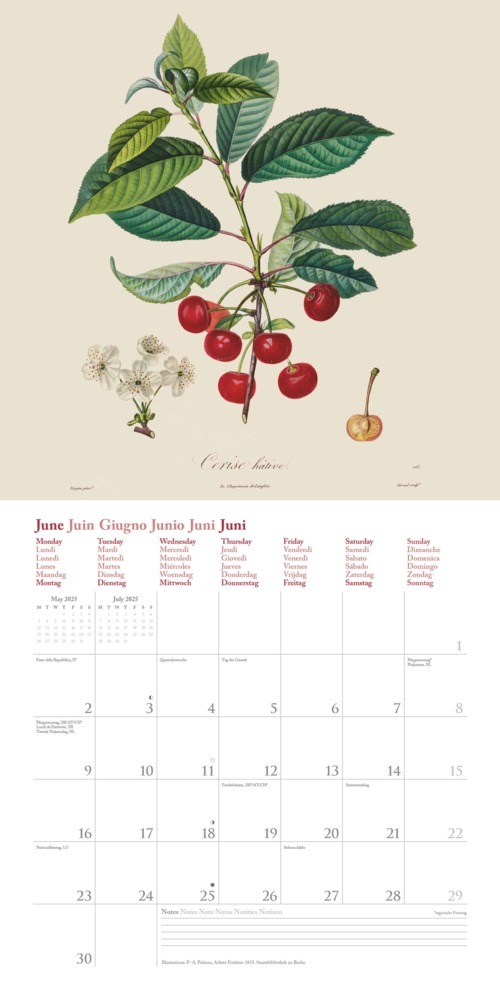 Bild: 4250809652818 | DUMONT - Fruits 2025 Broschürenkalender, 30x30cm, Wandkalender mit...