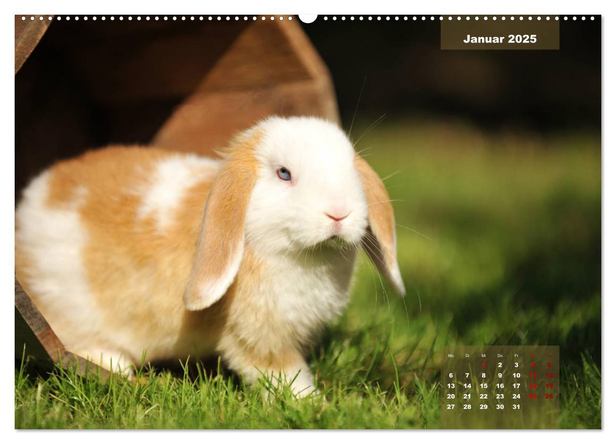 Bild: 9783435340866 | Kaninchen klein und putzig (Wandkalender 2025 DIN A2 quer),...