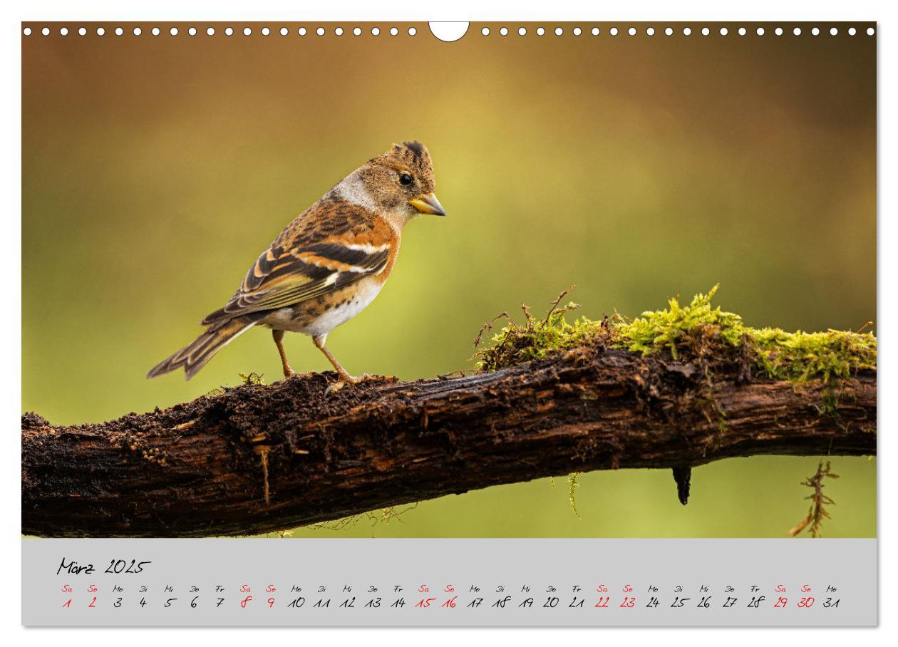 Bild: 9783435066049 | Bunte Vögel am Futterplatz (Wandkalender 2025 DIN A3 quer),...