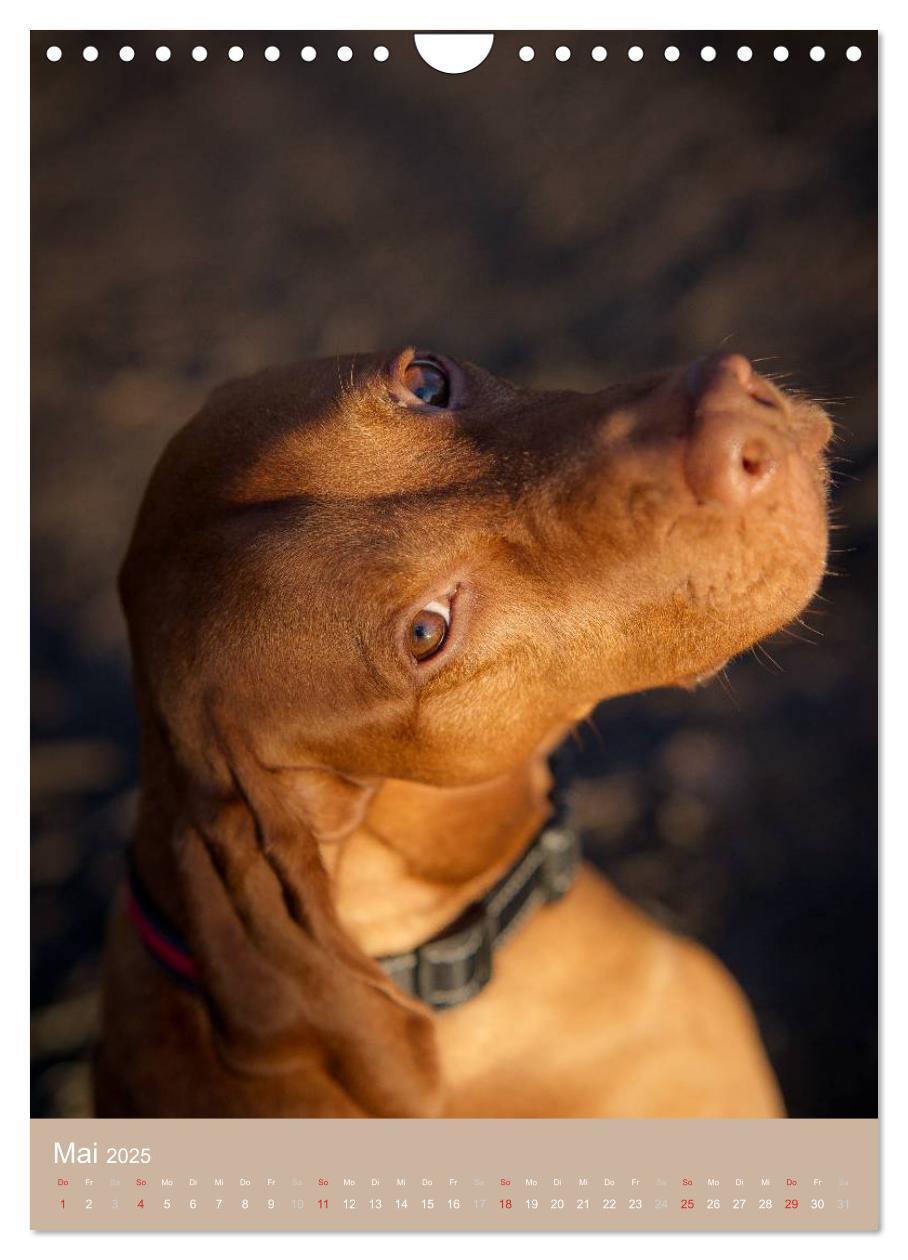 Bild: 9783457016176 | Magyar Vizsla im Portrait (Wandkalender 2025 DIN A4 hoch), CALVENDO...