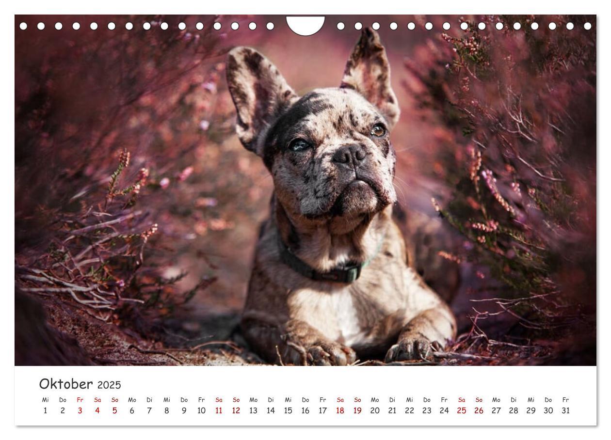 Bild: 9783435105328 | Wunderschöne Bulldoggen (Wandkalender 2025 DIN A4 quer), CALVENDO...