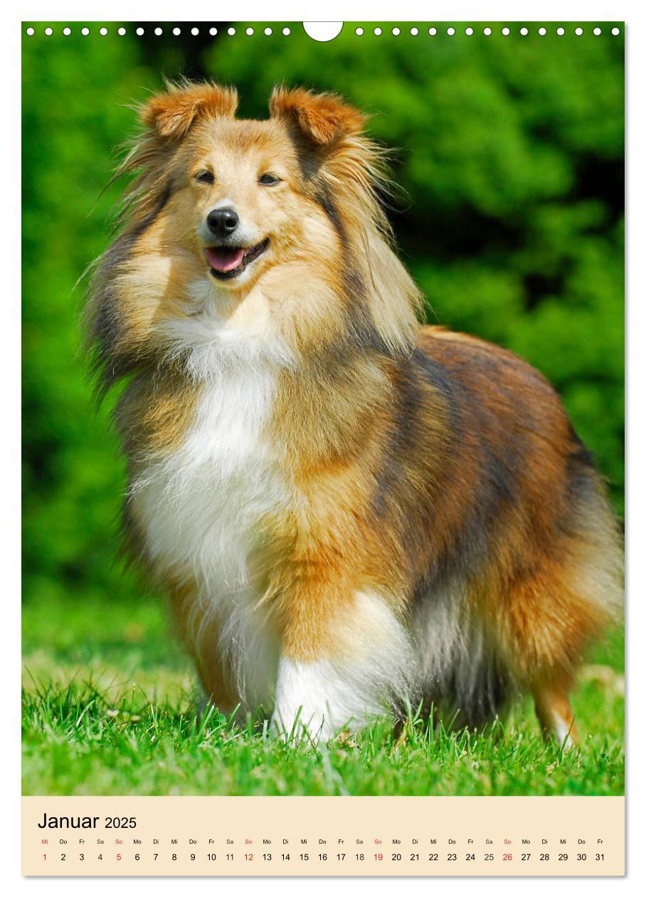 Bild: 9783435960101 | Sheltie - Wirbelwind auf 4 Pfoten (Wandkalender 2025 DIN A3 hoch),...