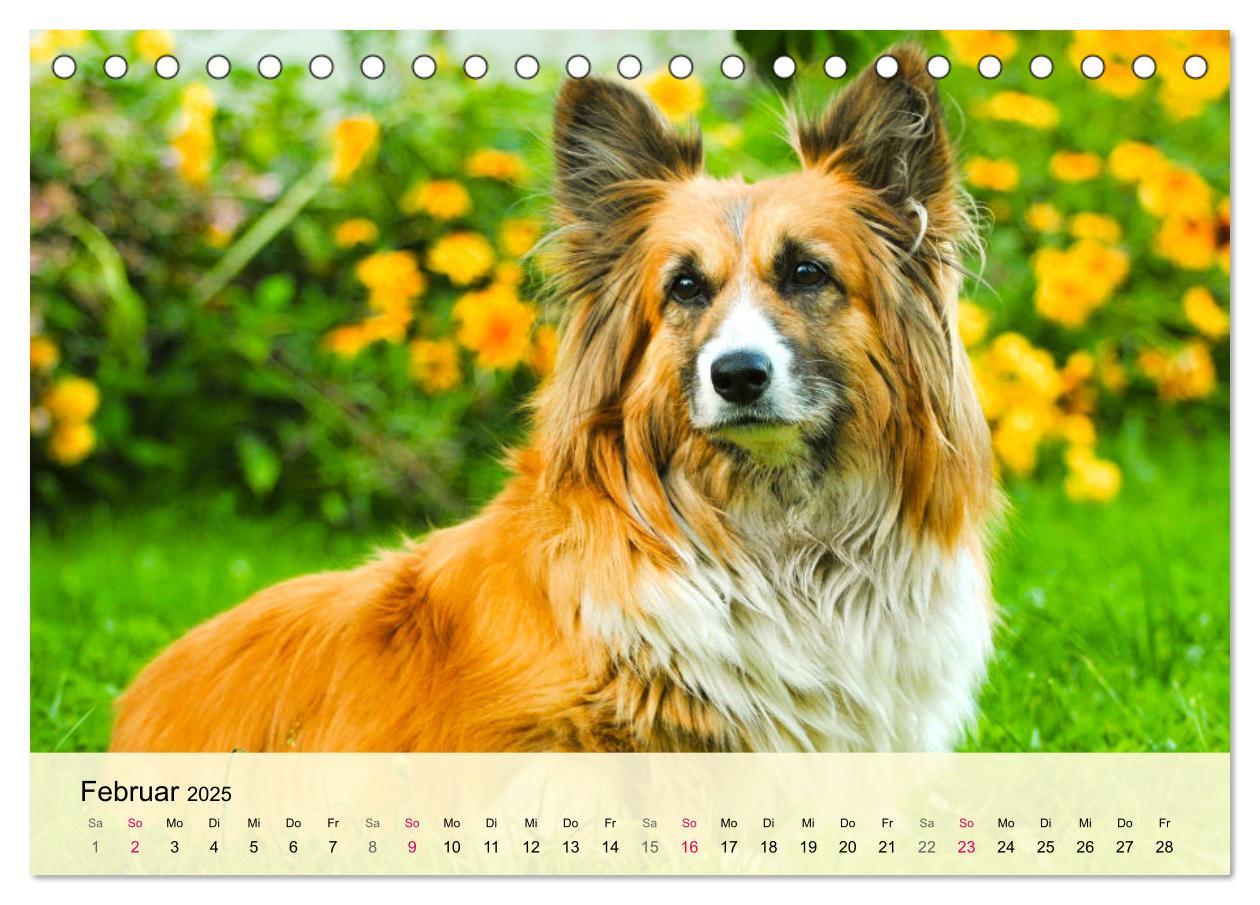 Bild: 9783435019502 | Welsh Corgi. Zauberhafter Dickkopf auf kurzen Beinen (Tischkalender...