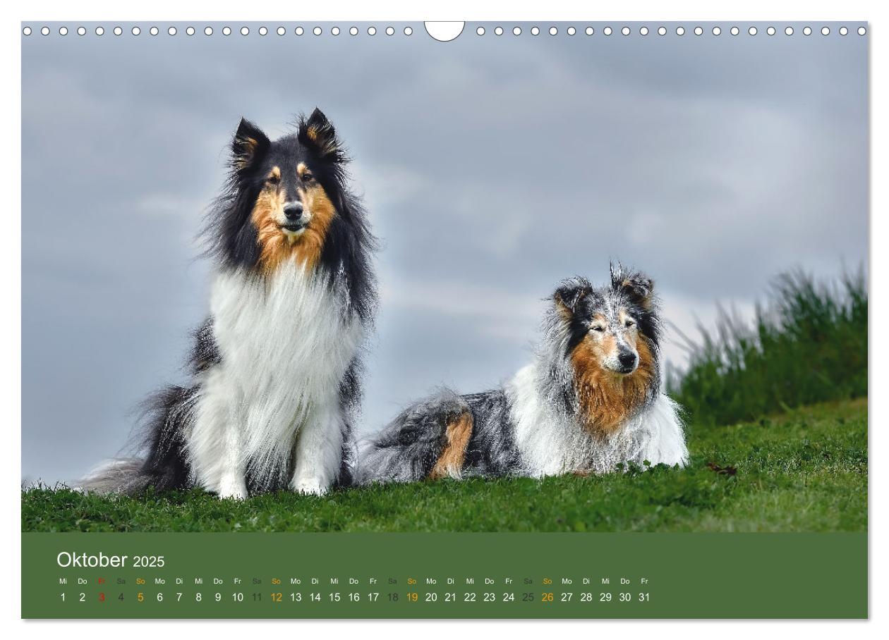 Bild: 9783435018598 | Der Collie der beste Hund der Welt (Wandkalender 2025 DIN A3 quer),...