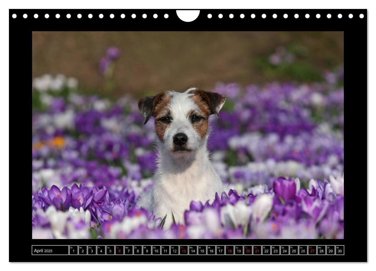 Bild: 9783435758555 | Parson Russell Terrier (Wandkalender 2025 DIN A4 quer), CALVENDO...