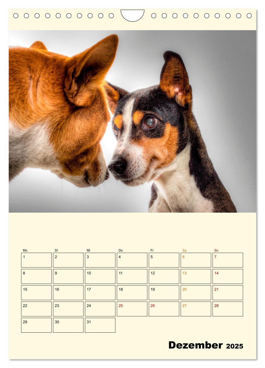 Bild: 9783435904563 | Lustig verrückt - der Tierkalender (Wandkalender 2025 DIN A4 hoch),...