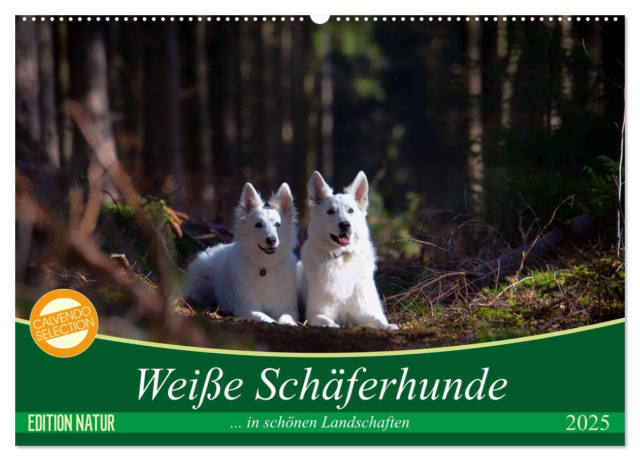 Cover: 9783435415045 | Weiße Schäferhunde in schönen Landschaften (Wandkalender 2025 DIN...