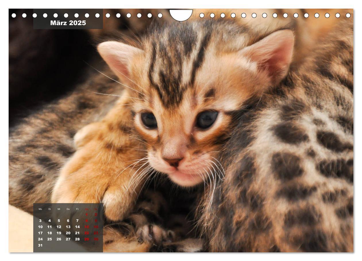 Bild: 9783435409143 | Bengal Kätzchen (Wandkalender 2025 DIN A4 quer), CALVENDO...