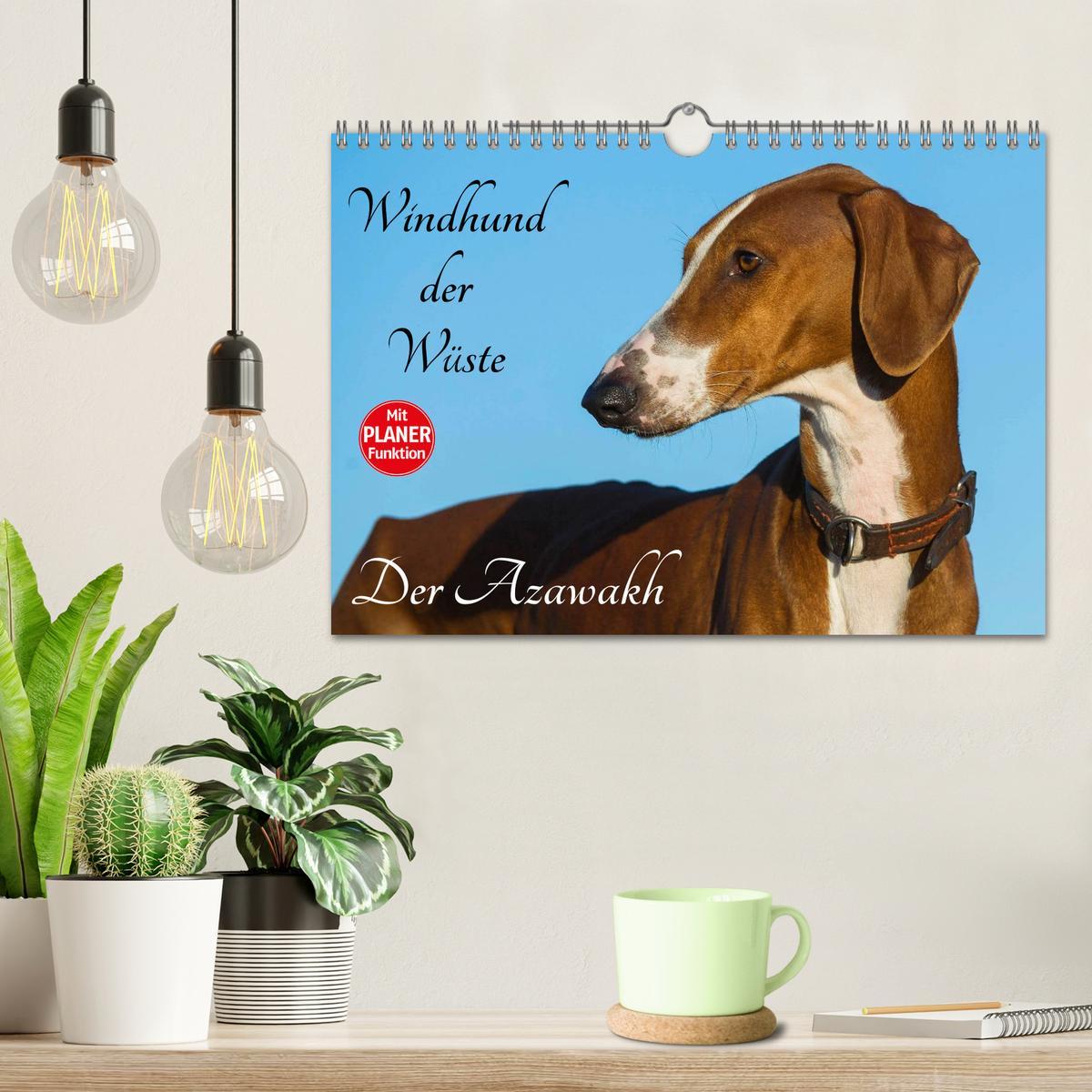 Bild: 9783435541652 | Windhund der Wüste - Der Azawakh (Wandkalender 2025 DIN A4 quer),...