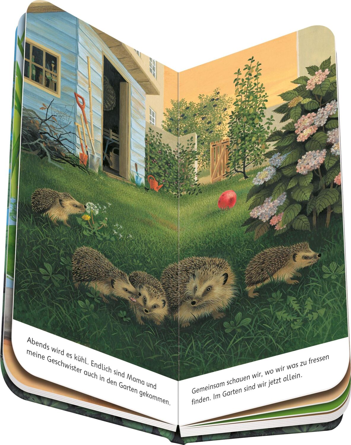 Bild: 9783473418435 | Ich bin der kleine Igel | Gisela Stottele | Buch | Naturstart | 16 S.