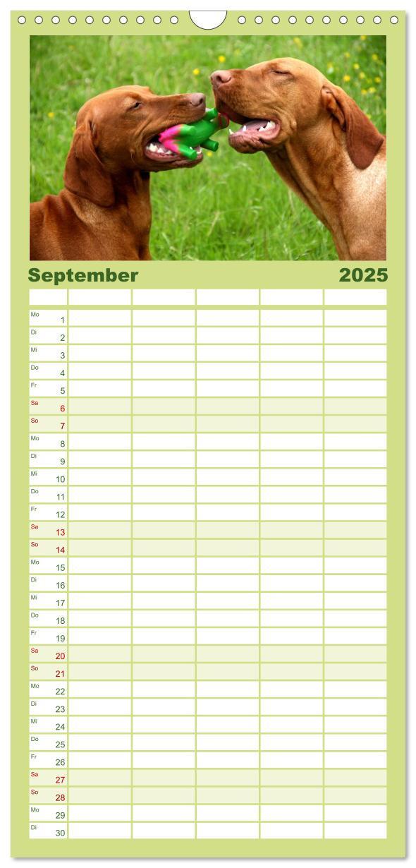 Bild: 9783457119815 | Familienplaner 2025 - Magyar Vizsla mit 5 Spalten (Wandkalender, 21...