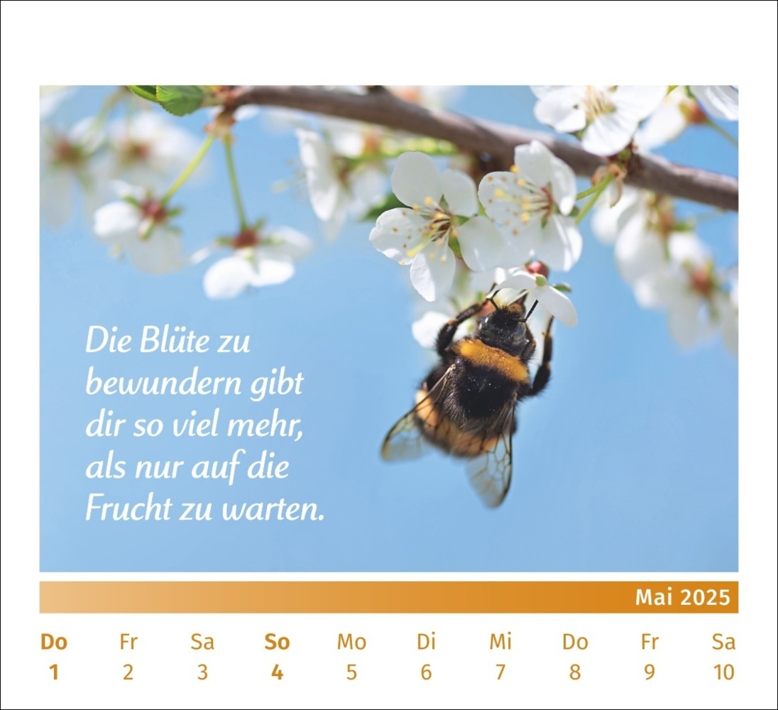 Bild: 9783840196072 | PAL - Der Lebensfreude Tischkalender 2025 | Rolf Merkle Doris Wolf