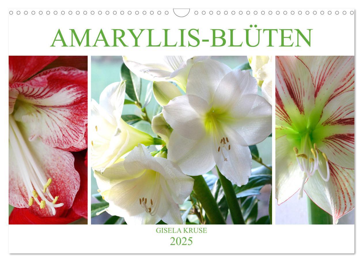 Cover: 9783435382514 | Amaryllis-Blüten (Wandkalender 2025 DIN A3 quer), CALVENDO...