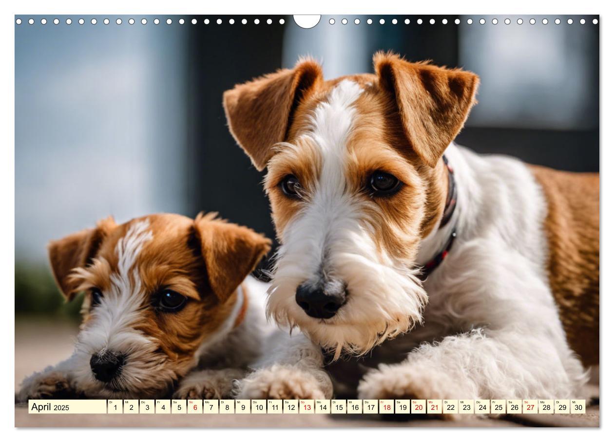 Bild: 9783435694105 | Drahthaar-Foxterrier (Wandkalender 2025 DIN A3 quer), CALVENDO...